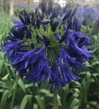 New agapanthus steve for sale  MEXBOROUGH