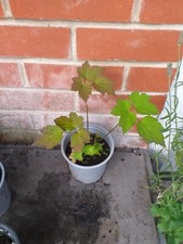 anemone for sale anemone for sale SOUTHAMPTON