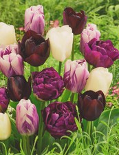 Tulpenzwiebeln weiß lila gebraucht kaufen Tulpenzwiebeln weiß lila gebraucht kaufen  Petersberg, Wettin-Löbejün