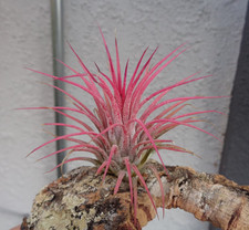 Tillandsia ionantha guatemala for sale  Castaic