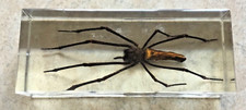 Résine inclusion araignée d'occasion  Véron