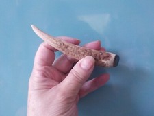 Scottish red deer for sale  GARVE