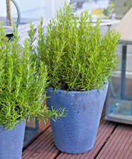 Rosemary green ginger for sale Rosemary green ginger for sale  NORTHWICH