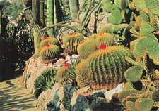 Nice exotic garden d'occasion  Expédié en Belgium
