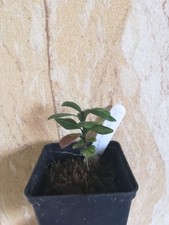Ixora margaretae, 1 roślina, niezwykle rzadka na sprzedaż  Wysyłka do Poland