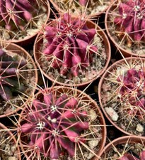 Ferocactus stainesii forma usato  Napoli