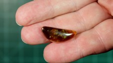 Freeform fire agate for sale  Adger