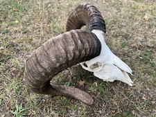 Nice real mouflon for sale  NEW MILTON