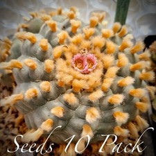 Rare seeds loph for sale  Kaneohe