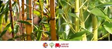 Golden bamboo seeds for sale  BROCKENHURST