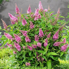 Buddleia candy little for sale  UK