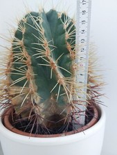 Echinocactus grusonii schwiege gebraucht kaufen  Viernheim