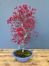 Bonsai baum acer gebraucht kaufen  Böhl-Iggelheim