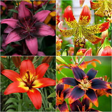 Lilium bulbs pretty for sale  MELTON MOWBRAY