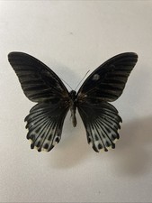 Entomologie papilio lowi gebraucht kaufen Entomologie papilio lowi gebraucht kaufen  Marienmünster