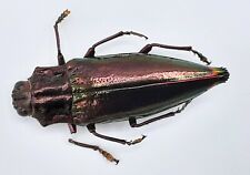 Buprestidae cyphogastra anguli gebraucht kaufen  Wadern