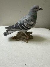 dove pigeon birds for sale dove pigeon birds for sale SHANKLIN