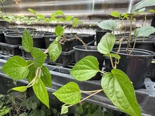 Pot well rooted for sale  Richmond