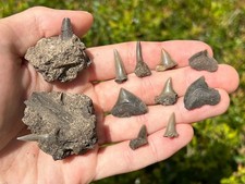 Usado, Lote de fósseis de formação El Koubbat Mosasaur dentes de tubarão Cretáceo Marrocos comprar usado  Enviando para Brazil