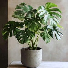 Monstera deliciosa plant for sale  USA