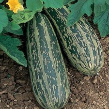 9cm plants. marrow for sale  RADSTOCK
