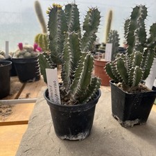 Euphorbia polyacantha cactus usato  Civitella in Val di Chiana