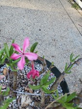 Pachypodium succulentum d'occasion  Expédié en Belgium