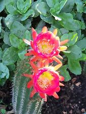 Echinopsis cactus lot for sale  Fayetteville