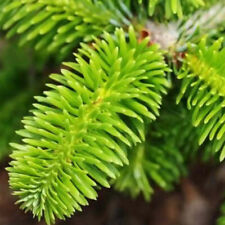 Abies nordmanniana tree for sale  Oakland Gardens