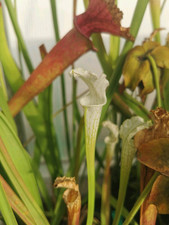 Sarracenia leucophylla alba usato  Lanciano