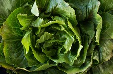 Morris heading collard for sale  Deltona