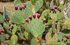 Edible cactus seeds for sale  OLDHAM