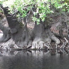 Nyssa ogeche tree for sale  Oakland Gardens