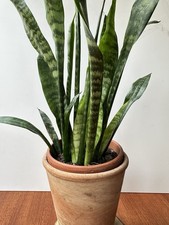 Sansevieria bogenhanf topfpfla gebraucht kaufen  Freudenberg
