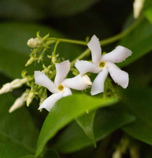 Jasminoides trachelospermum st for sale  Hollister