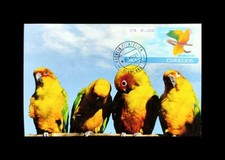 Usado, Papagaios pássaros brasileiros Ararajuba 2001 comprar usado  Brasil 
