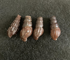 4 Pachymelania fusca Gmelin 23 mm - 25 mm RD do Congo comprar usado  Enviando para Brazil