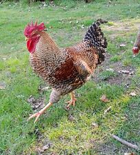 Bruteier bielefelder kennhuhn gebraucht kaufen  Stadtallendorf