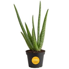 Aloe vera indoor for sale  Miami