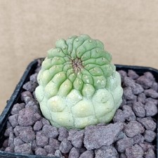 D761 trichocaulon cactiforme for sale  Shipping to United Kingdom
