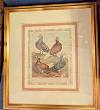 Antique cassell pigeon for sale  MALMESBURY