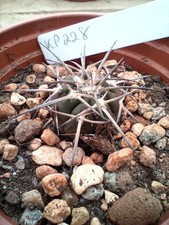 Gymnocalycium spegazzinii coll for sale  SHETLAND