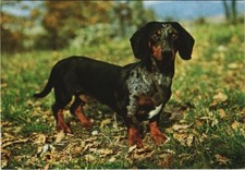 Old postcard dachshund d'occasion  Expédié en Belgium