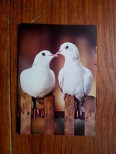 Turtle dove doves d'occasion  Expédié en Belgium