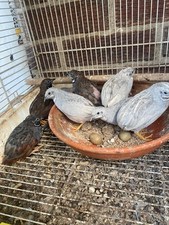 Chinese painted quail for sale  BARKING