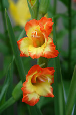 Gladioli nanus las for sale  CRAWLEY