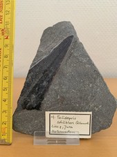 Holzmaden fossilien fisch gebraucht kaufen  Leverkusen
