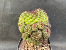 Sulcorebutia mentosa vivaio usato  Massafra