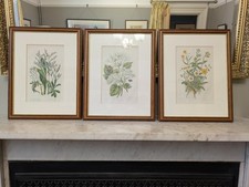 Three framed botanical for sale  OAKHAM