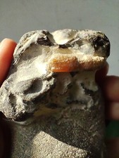 Feuerstein schwarz selten gebraucht kaufen  Creußen